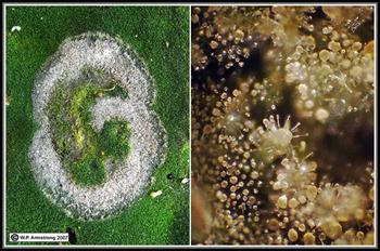 پوسیدگی آبکی